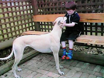 Mitchell and Honey, such a gentle dog.