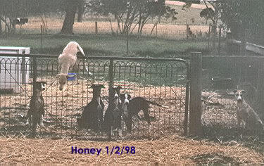 Honey had her own ideas about how she wanted to live her life, here she is practicing for it.