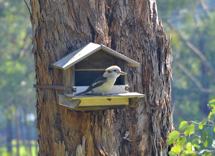 Kookaburra - not sure if the box is being inspected for nesting, it may be a little small.