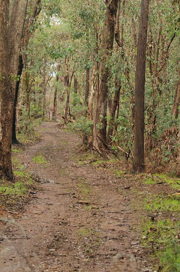 DSE fire track behind our land