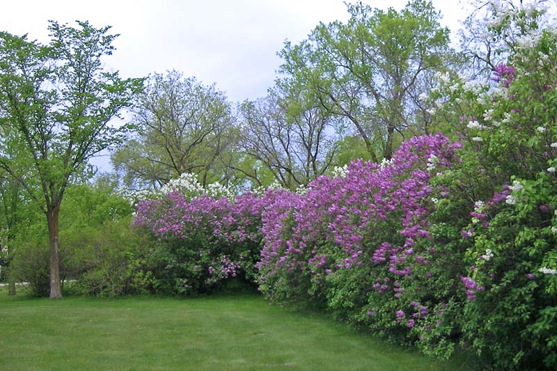 Grounds