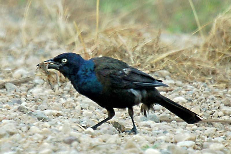 Grackle