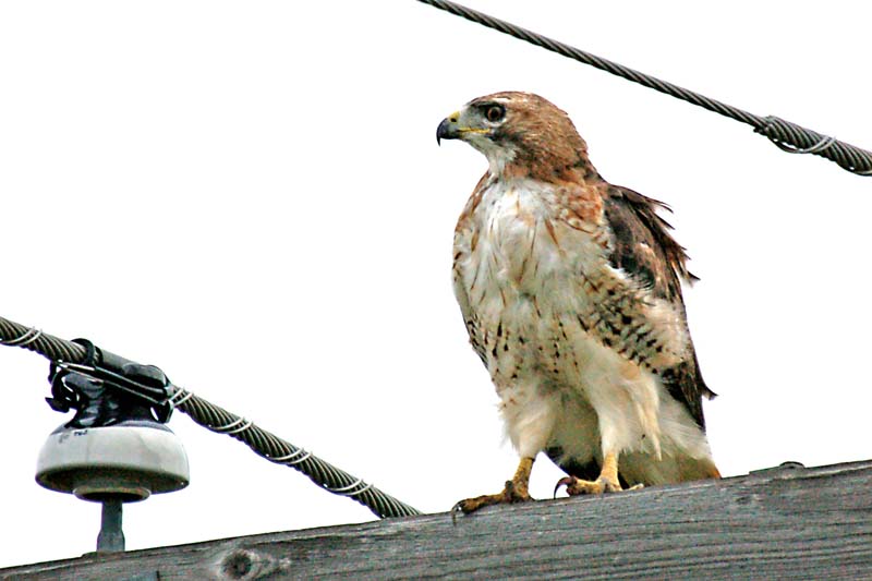 Hawk
