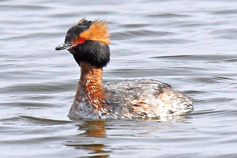 Horned Grebe