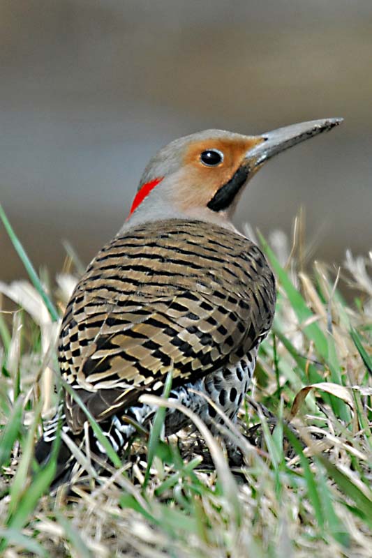 Northern Flicker