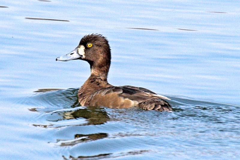 Scaup