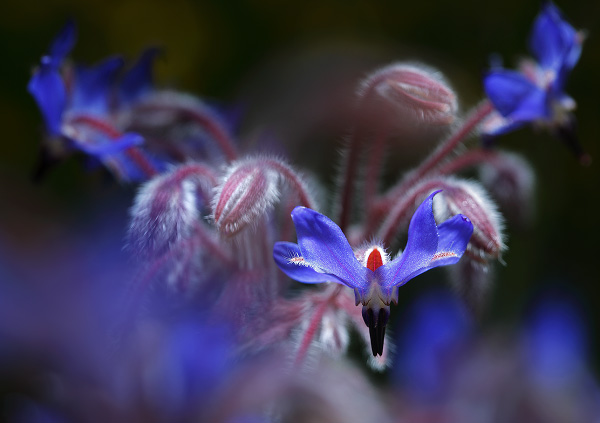 Borage, Borago officinalis