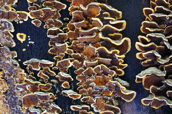 Banded Bracket Fungus/ Many Zoned Polypore/ Trametes versicolor
