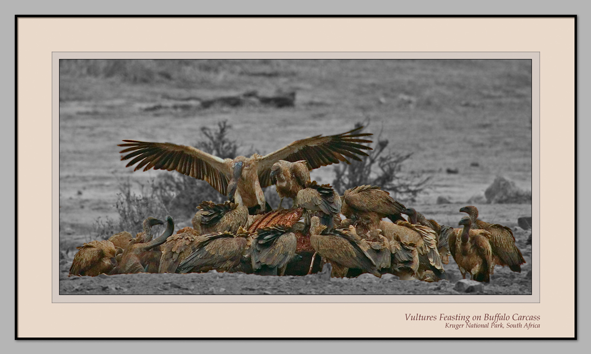 Vulture feast (6009)