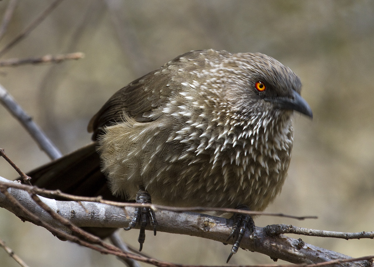 Arrow-marked Babbler (0572)