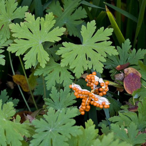 Orange seeds