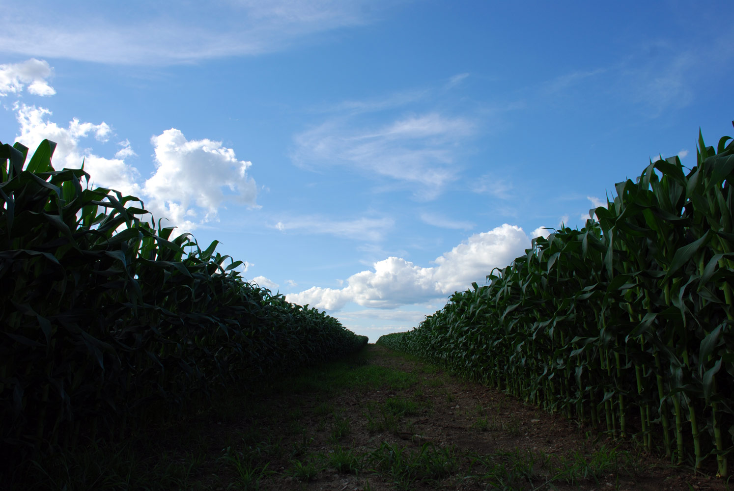 Corn Field Road.jpg.jpeg
