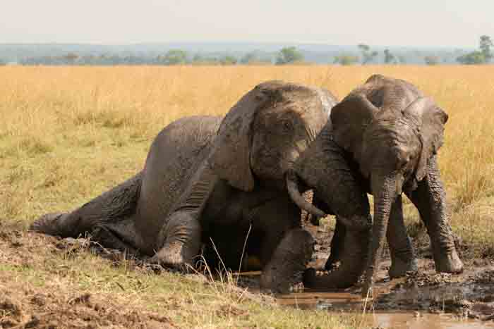 Kenya-Mara Elephants wallowing-1.jpg