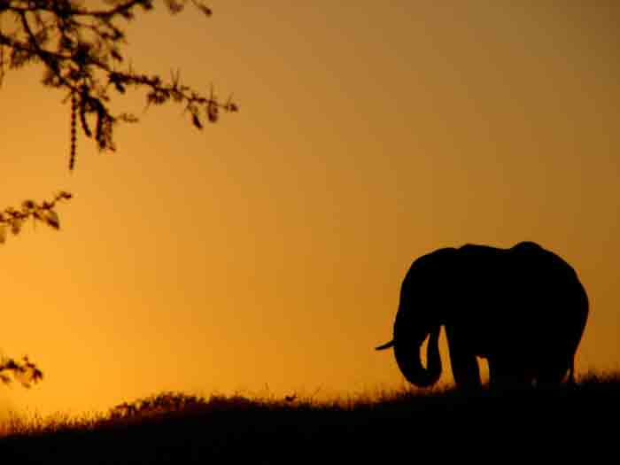 South Africa- Elephant at Sunset-1.jpg
