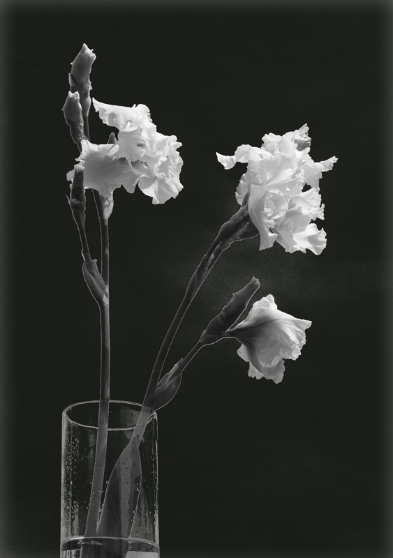 IRIS BLANCS.jpg