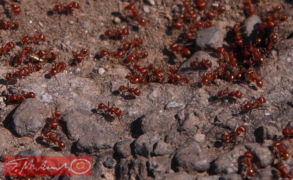 Mexican ants