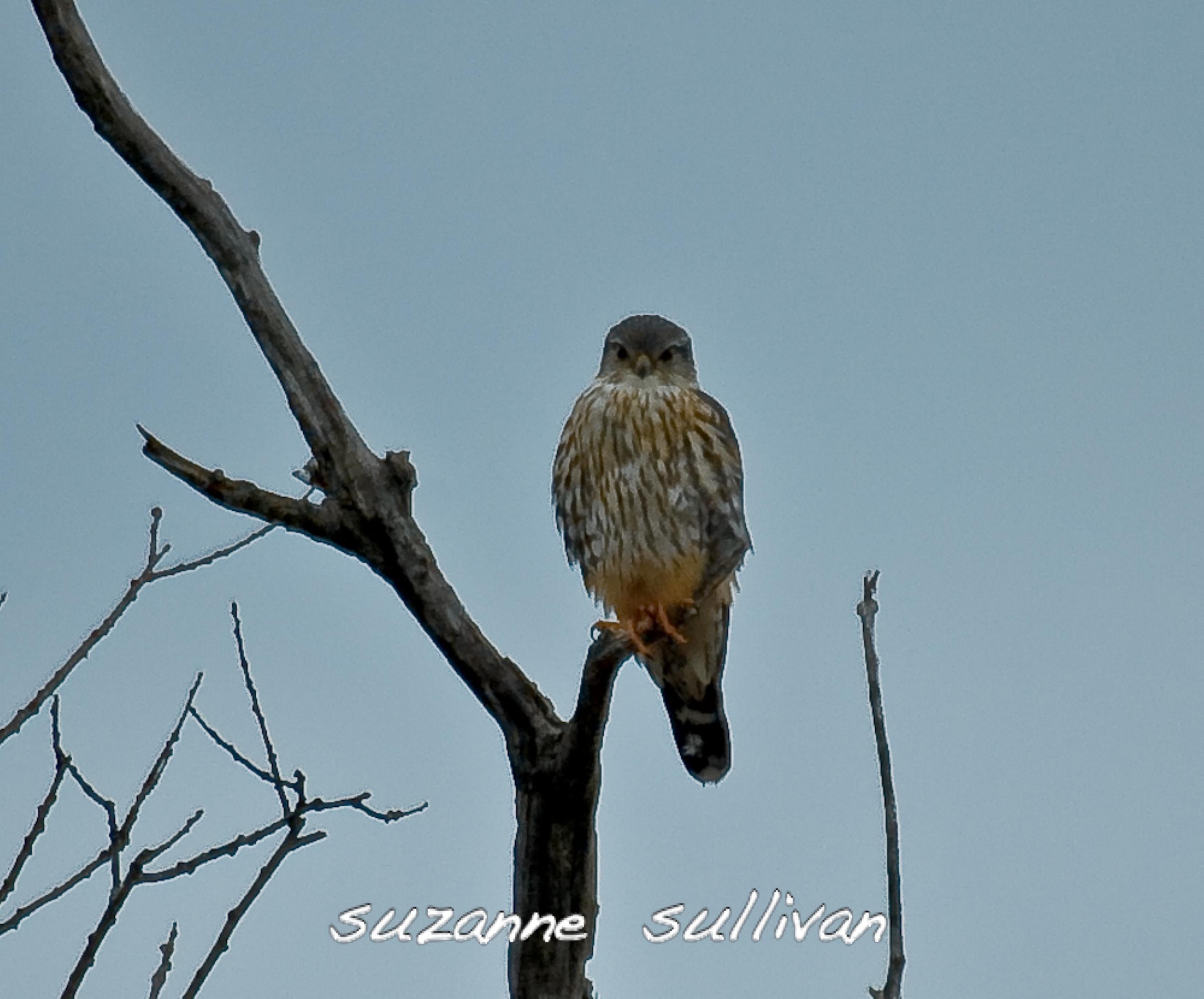 merlin plum island