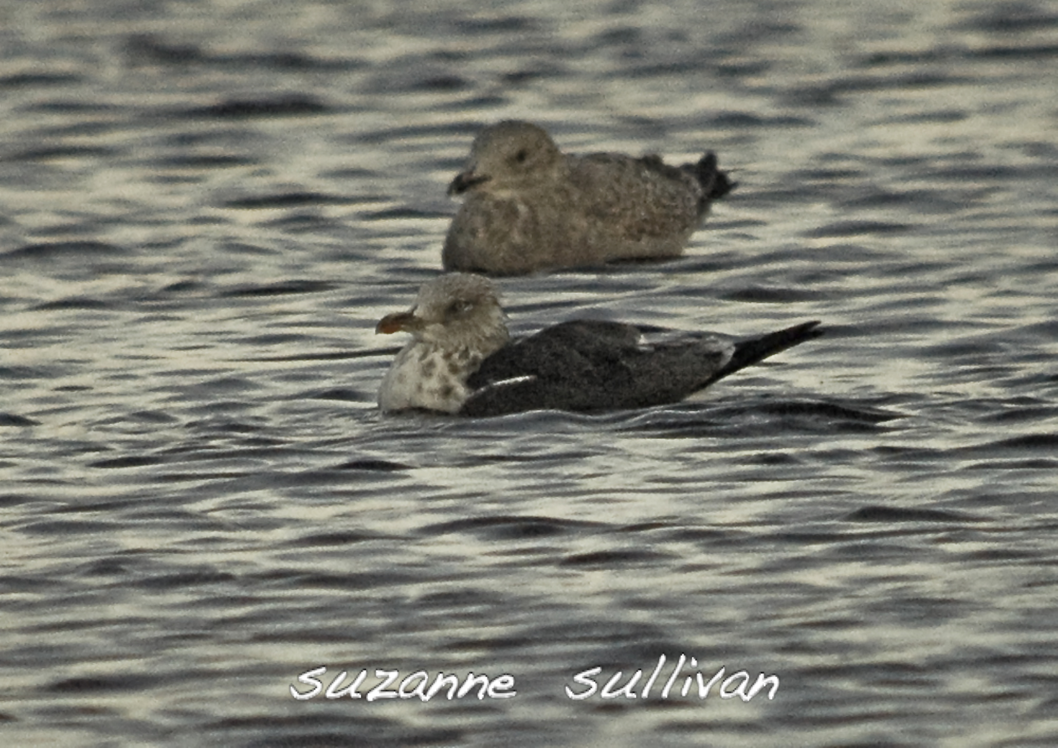 lesser black-back niles pond gloucester