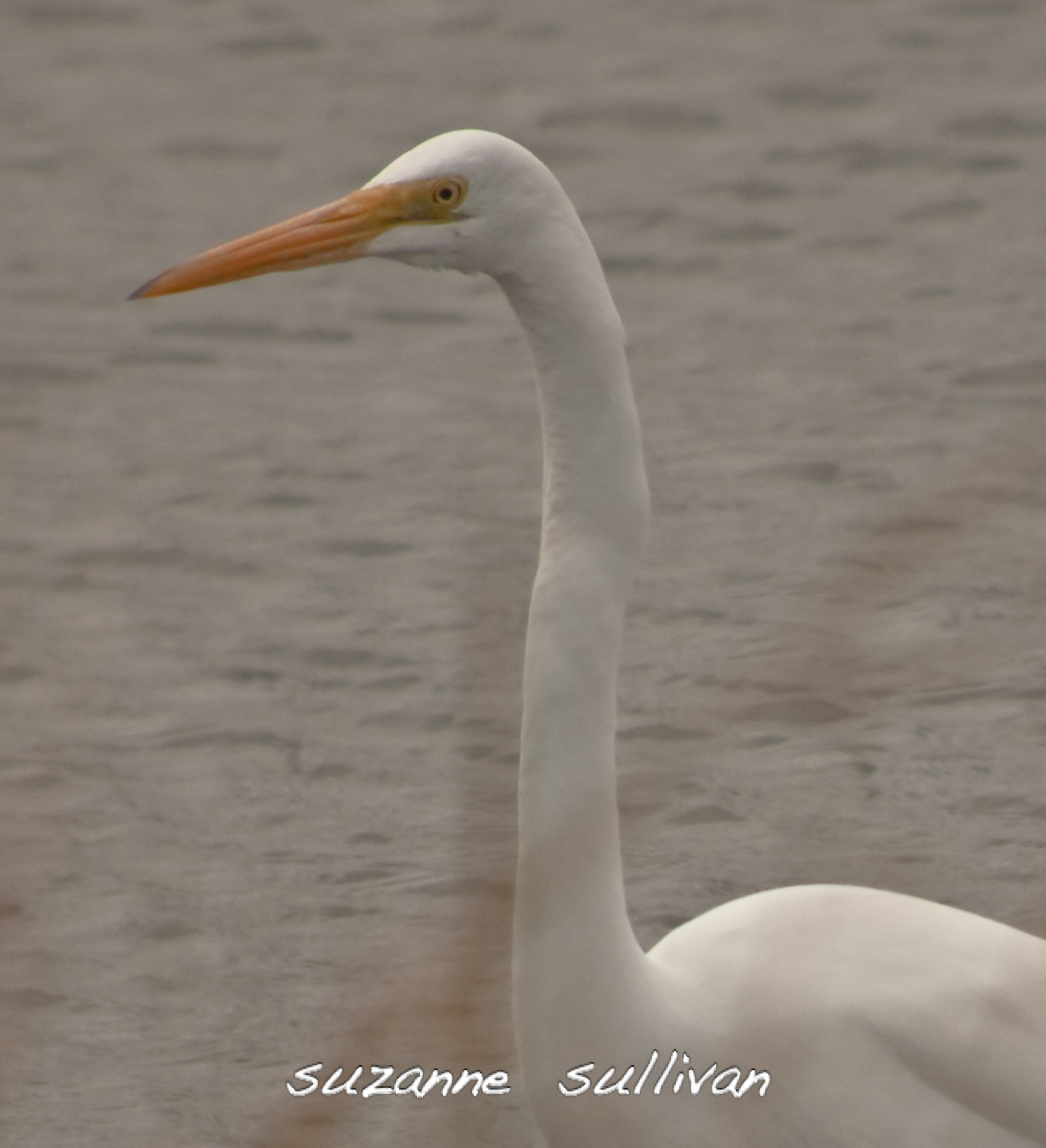 great white egret plum island