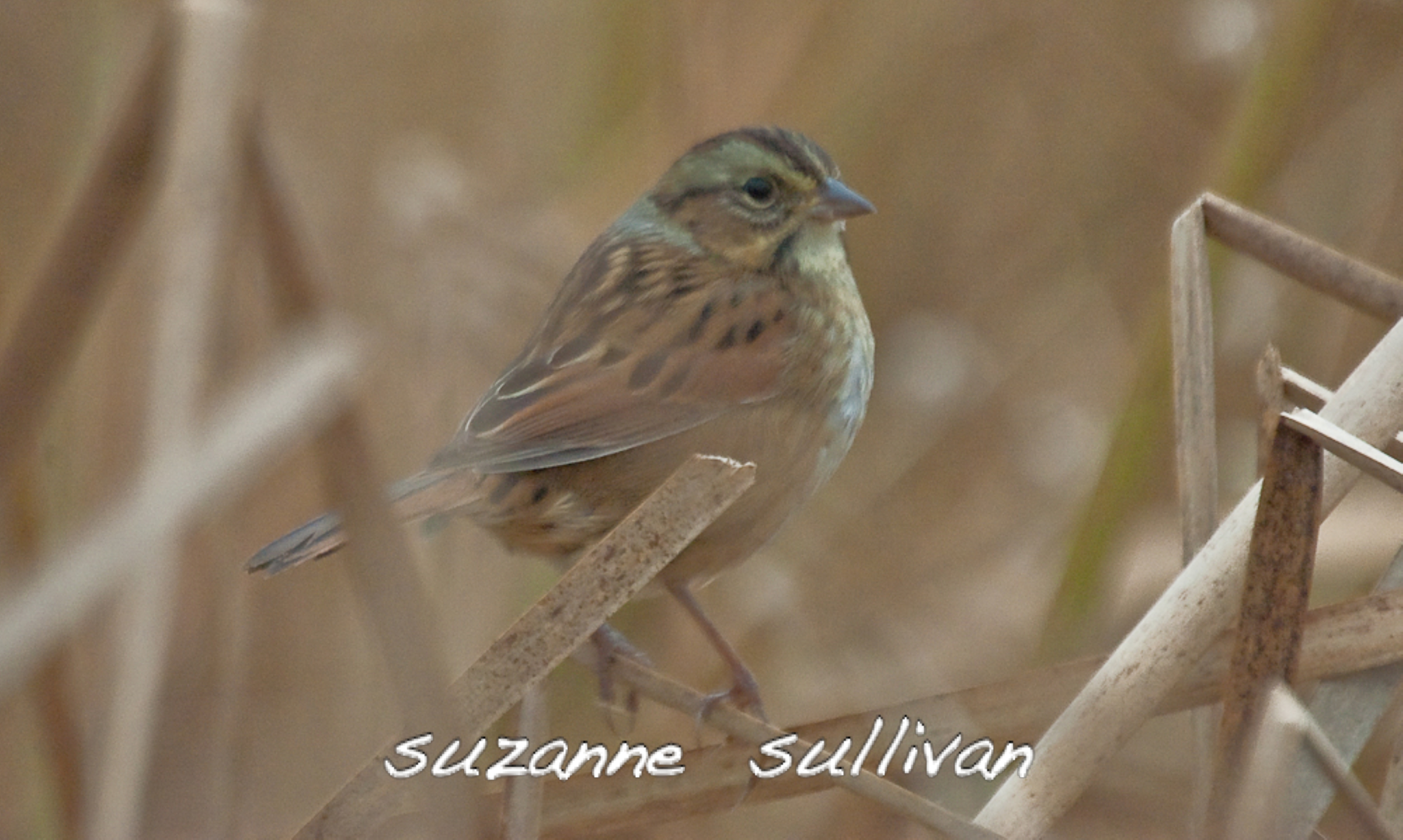 swamp sparrow  GNWR concord