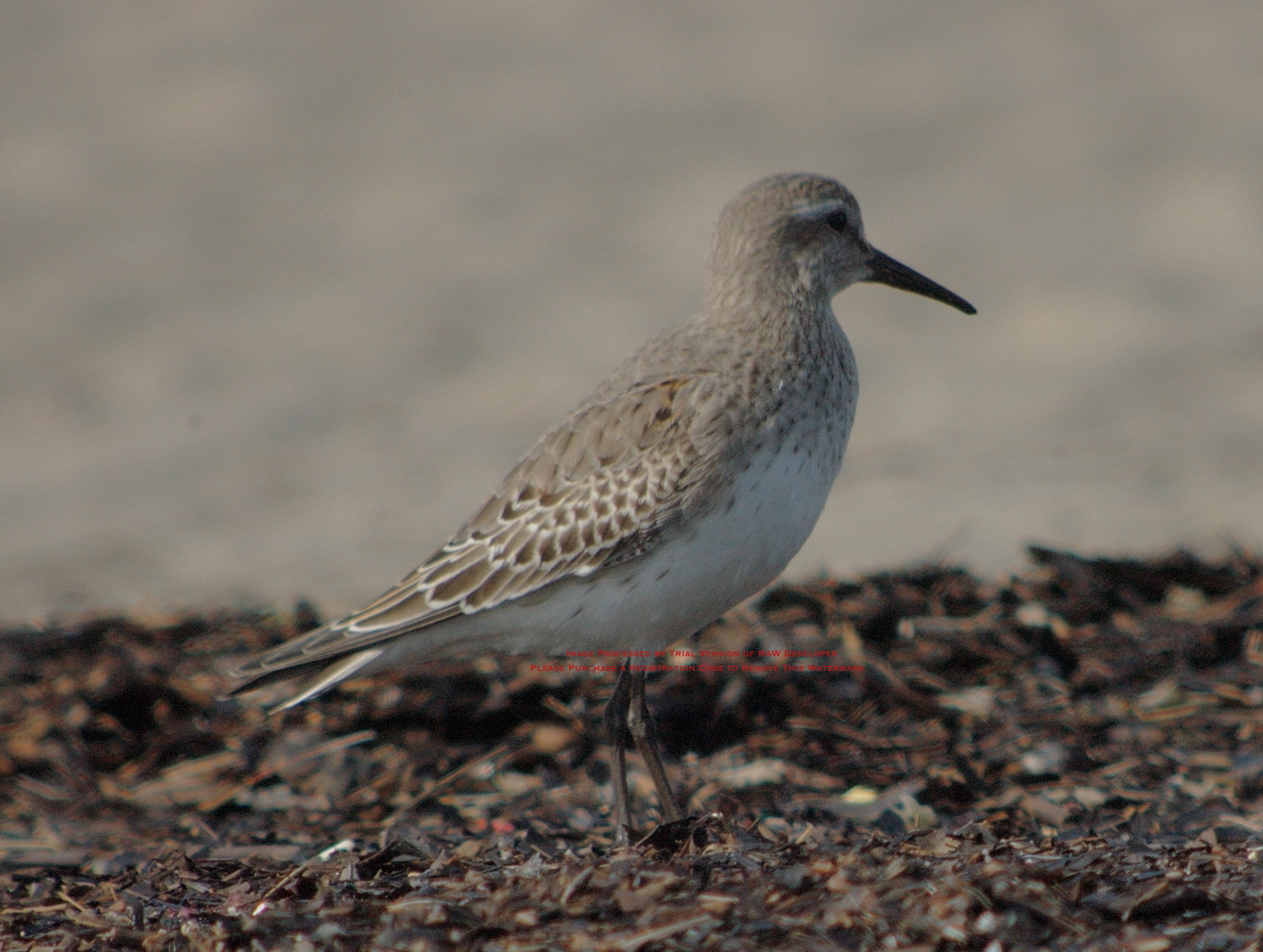 white-rump sandpiper sandy point pi