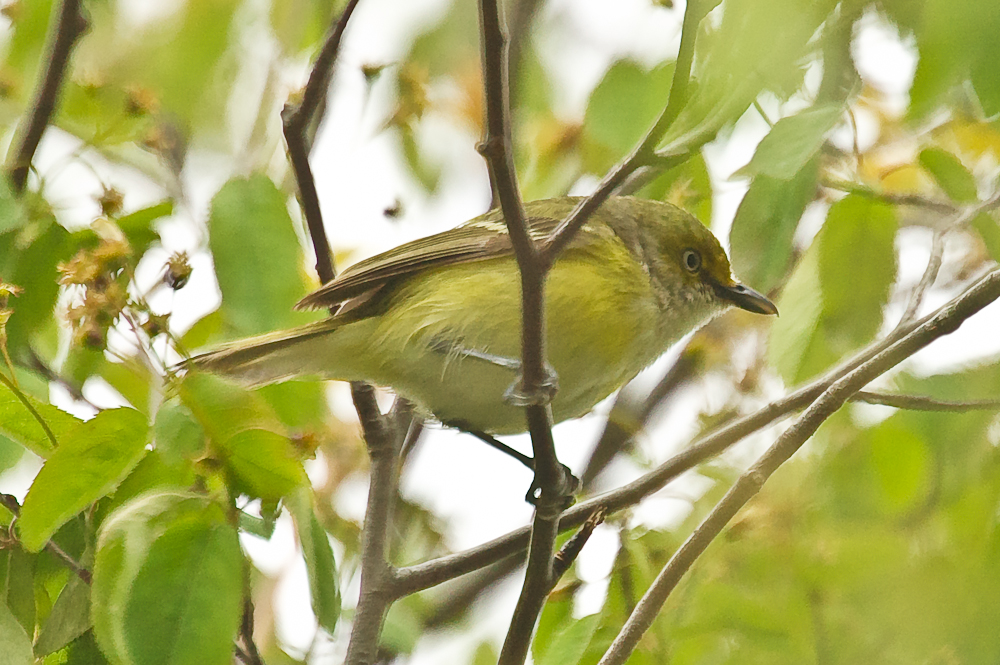 white-eyed vireo plum island