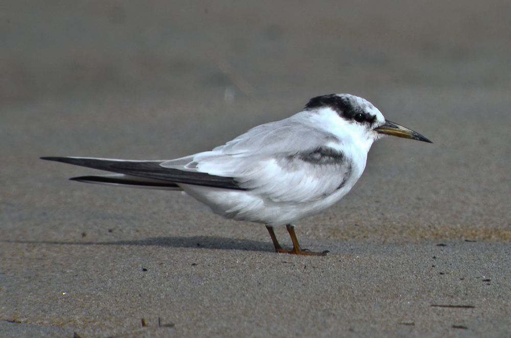 portlandica ;east tern sandy point plum island