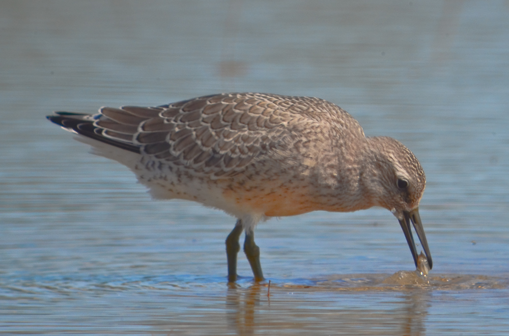 juv. red knot sandy point plum island