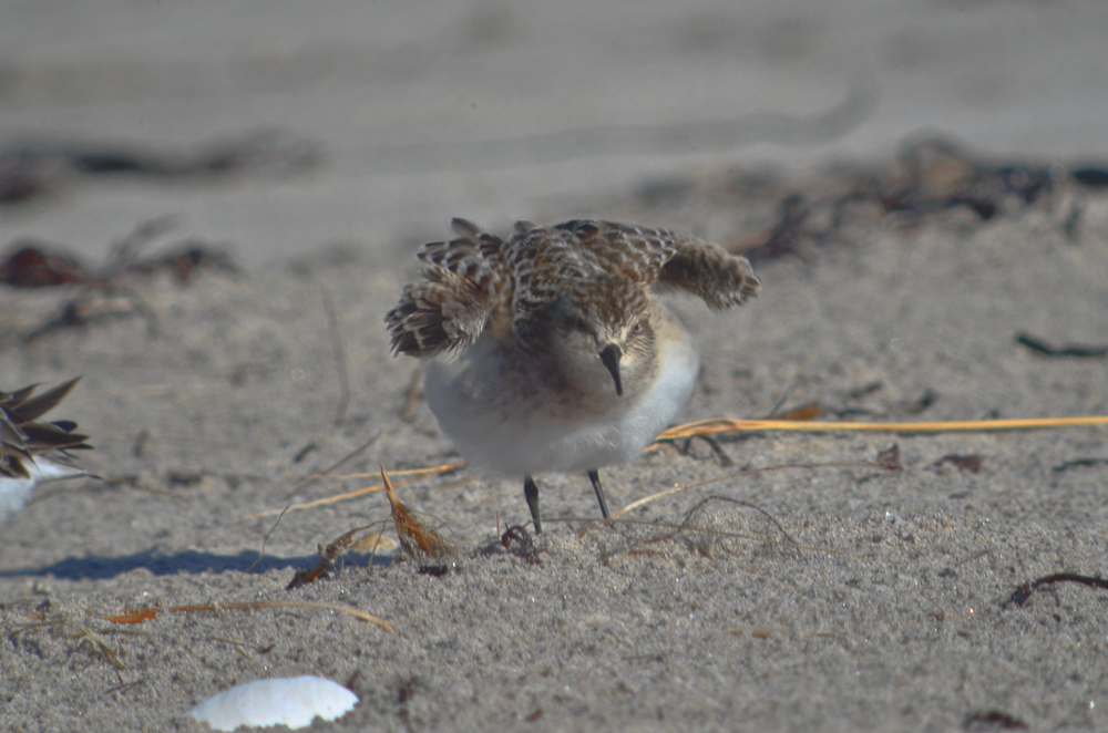 juv. Bairds Sandy Point PI