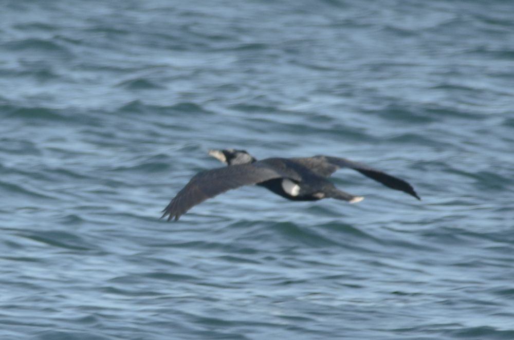 great cormorant white band on tail