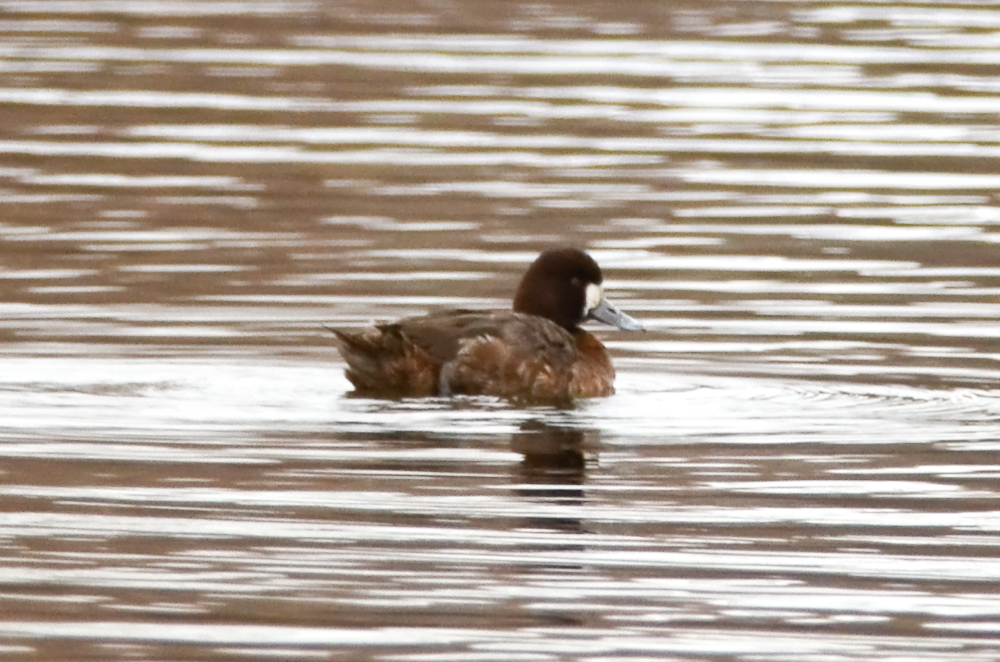 lesser scaup niles pond loucester