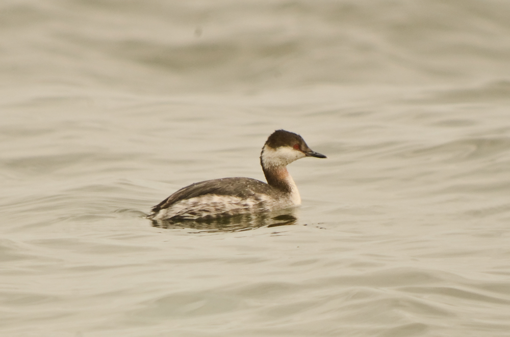 horned grebe plum islandg