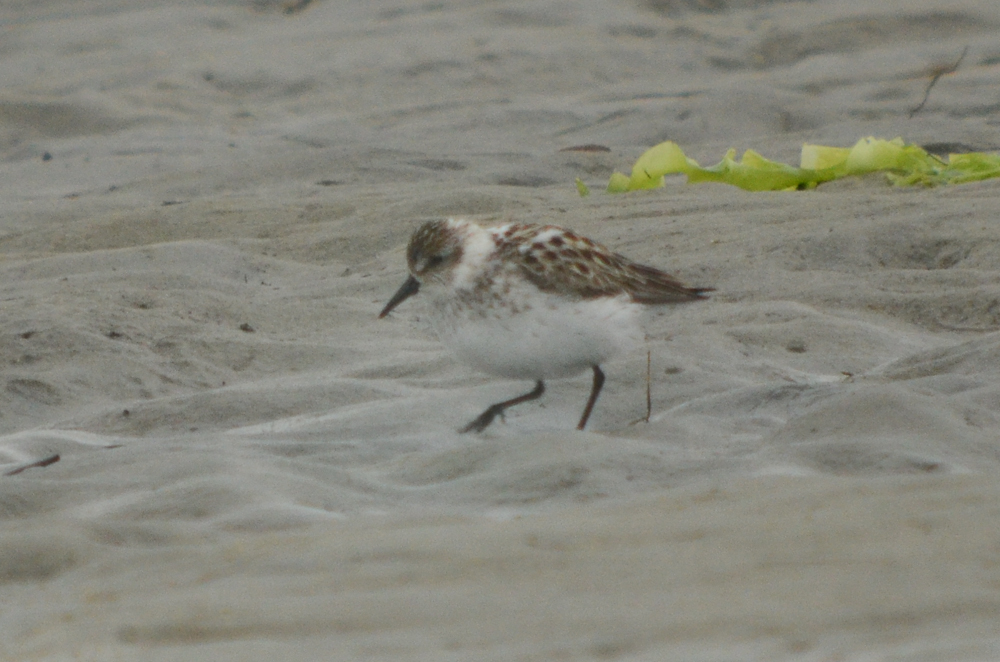 interesting peep plum island