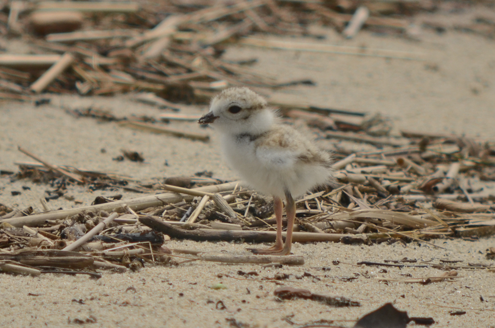 baby piping plover sandy point pi