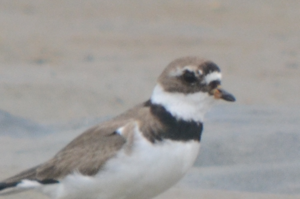 interesting semipalmated plover plum island