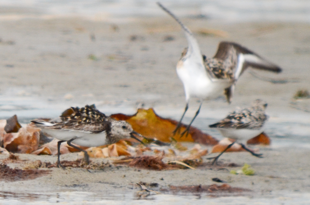 largish, long legged sanderling plum island