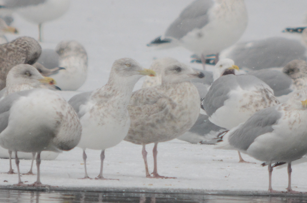 large gull silver lake hybrid? HERG?