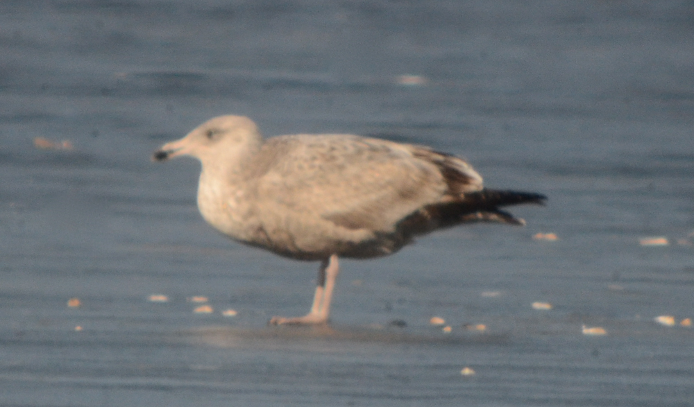 another large ( monster like) gull silver lake wilmington seen earlier but believed to me same gull