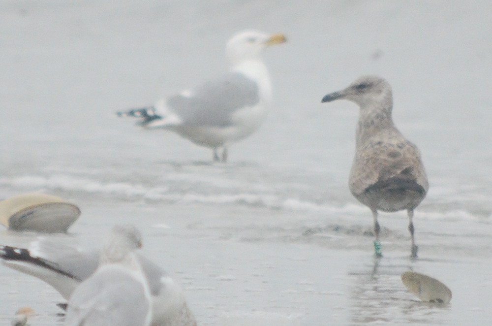 RT7, saw at Silver Lake in Wilmington earlier in year revere beach