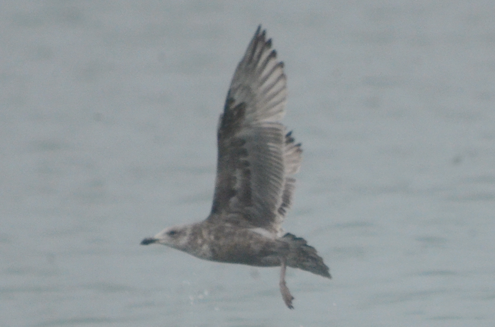 nice! large gull, potential for other than Herring, but what?