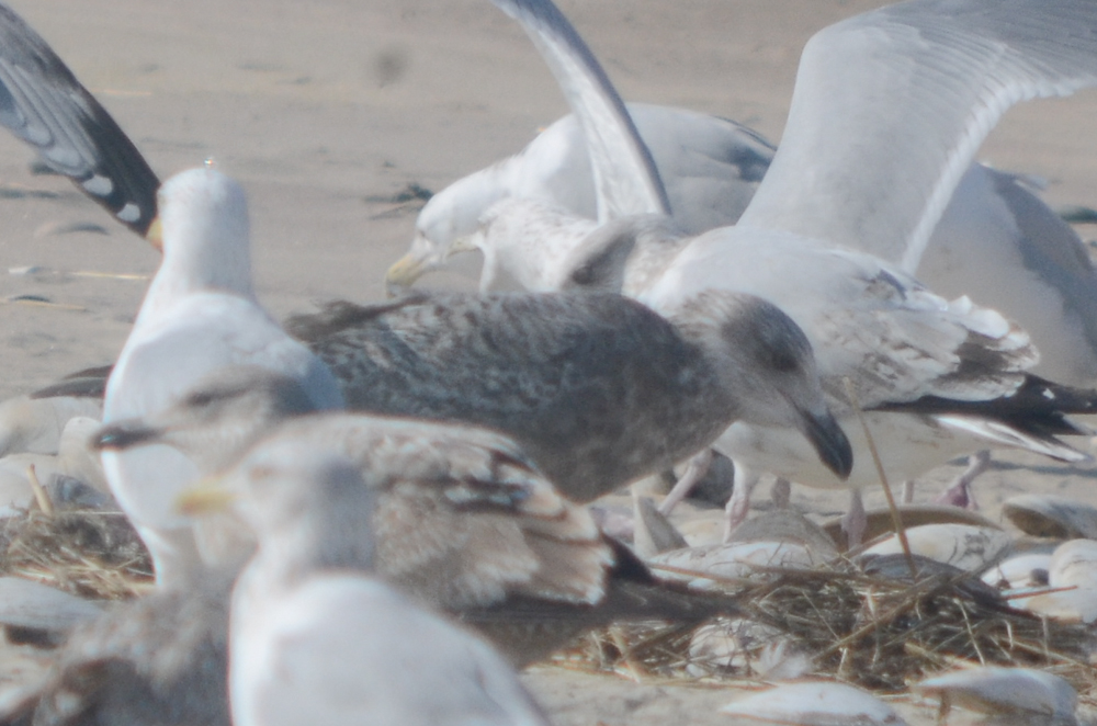 nice! large gull, potential for other than Herring, but what?