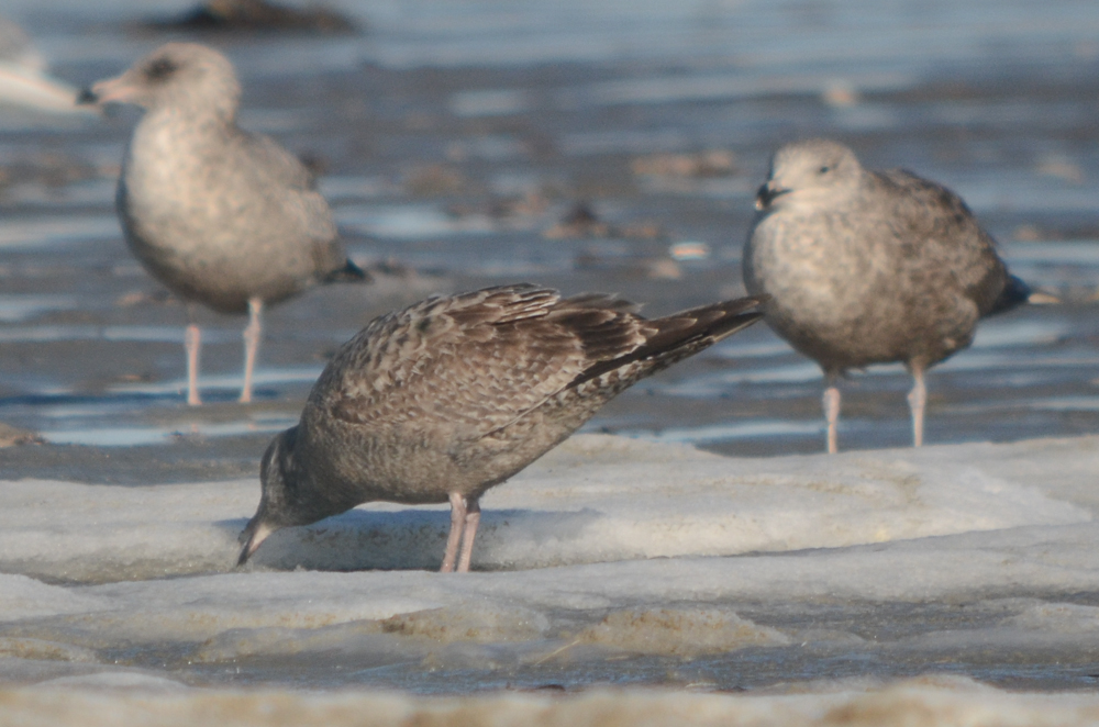 possible thayers, light edging on wing tips, light under wing, small head bill, light panel on open wing revere beach