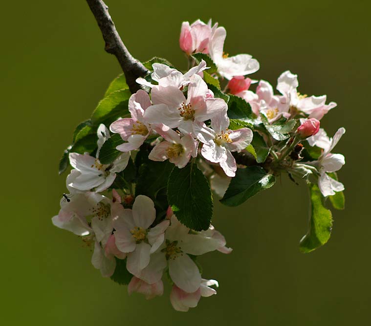 Blossom.jpg
