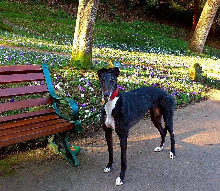Peggy 3rd Spring