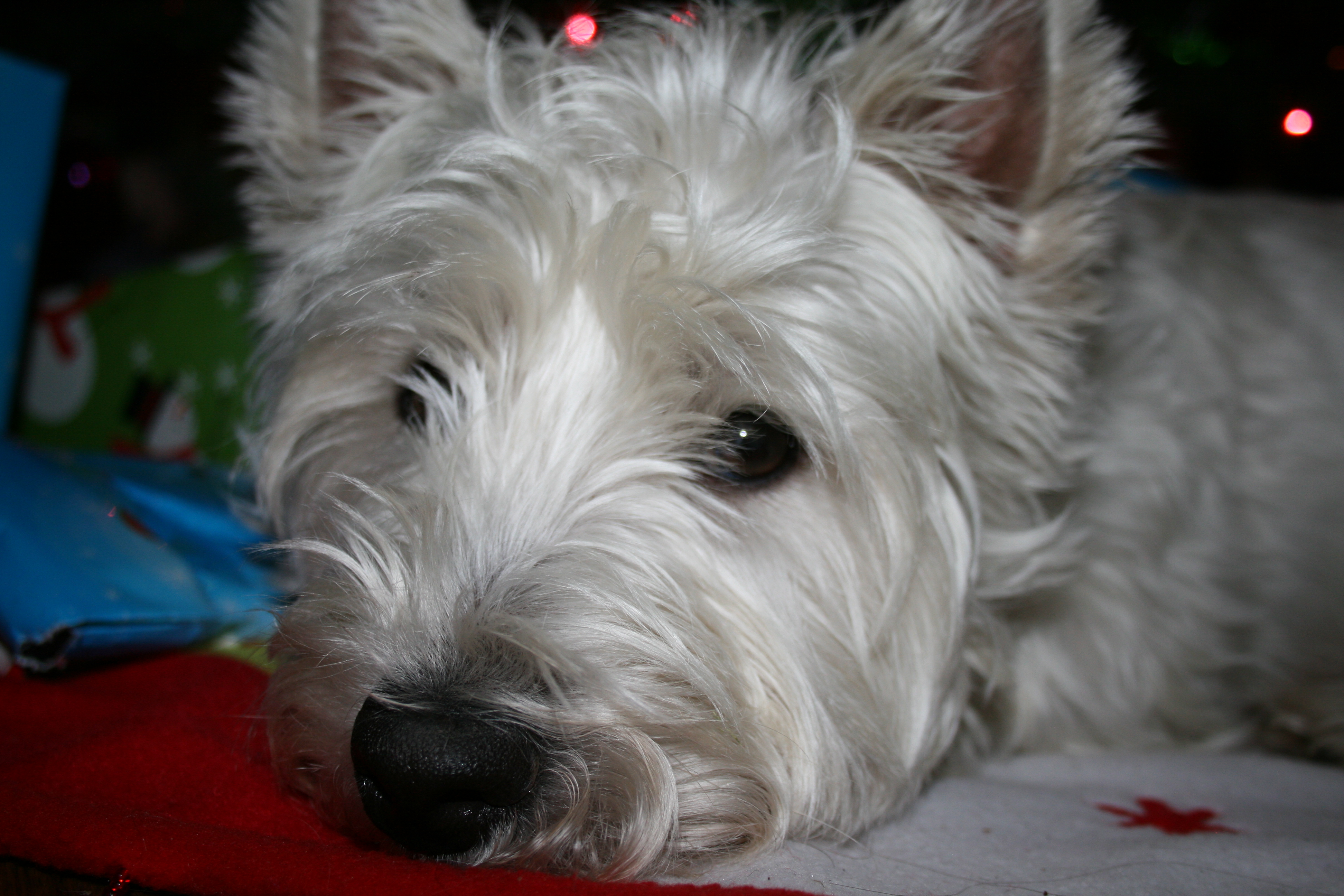 Taz under the Christmas Tree with sad eyes! He cant find a gift with his name on it!!
