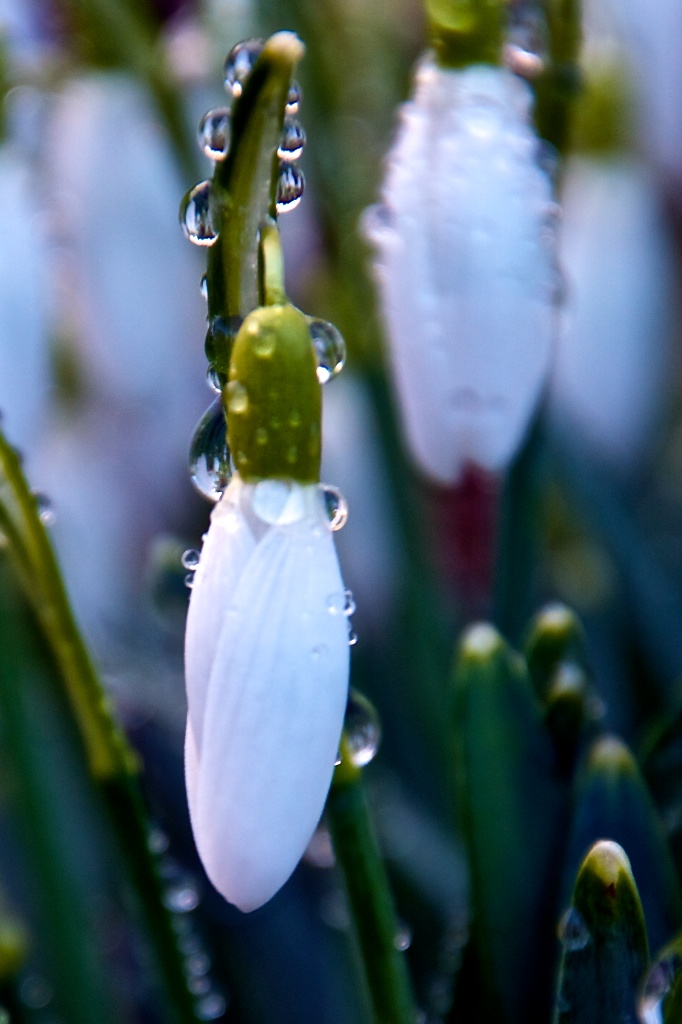 Snowdrops-Dewdrops.jpg
