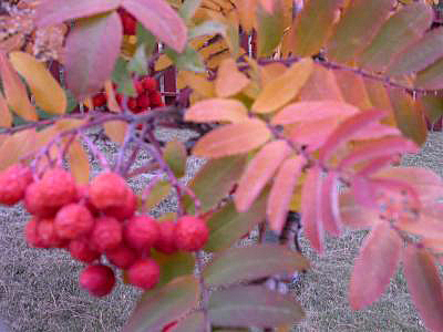 The leaves in the tree behind my office turned these beautiful, but unusual colors.