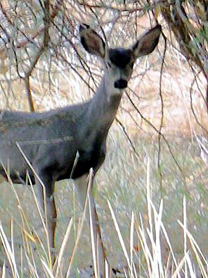 Deer in Moore Park
