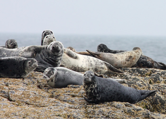 Grey Seals