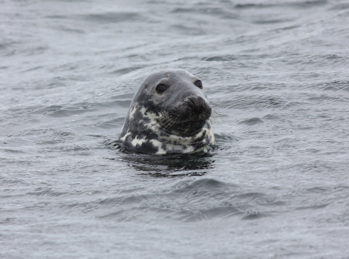 Grey Seal